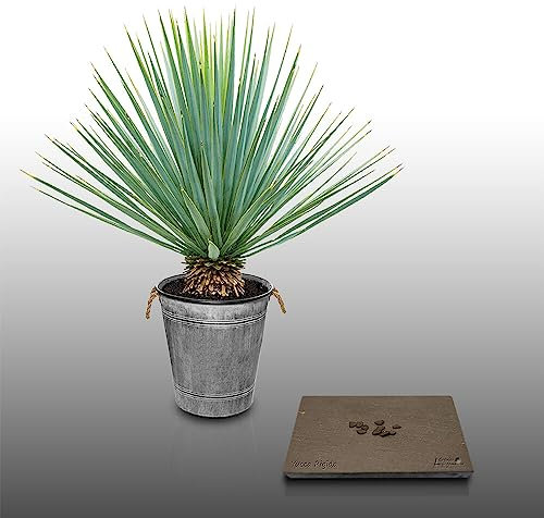 10 Grines à semer - Le Grenier d'Abondance - YUCCA - YUCCA Rigida