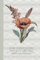 August - Gladiolus and Poppy: Birth Flower Notebook