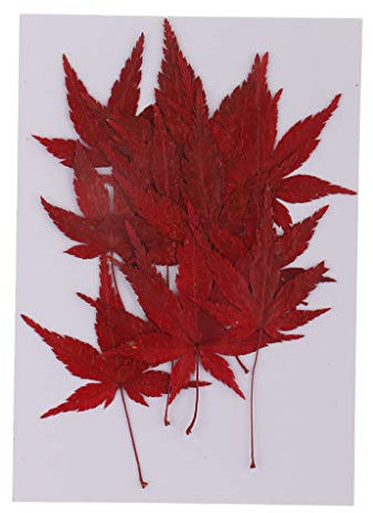 SM SunniMix 12 Getrocknete Blätter Ahornblatt für Die DIY Weihnachtskarte