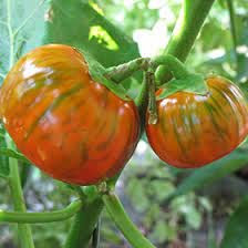 MELANZANA ROSSA NR.50 SEMI
