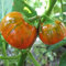MELANZANA ROSSA NR.50 SEMI