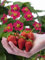 Plant in a Box - Fragaria x ananassa Roman - 6er Set - Winterhart - Erdbeerpflanze - Topf 9cm - Höhe 15-20cm