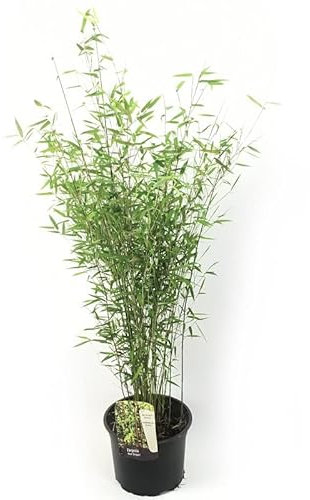 Fargesia nitida 'Red Dragon' - Bambus 'Red Dragon' - 60-80 cm Topf