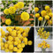 100 pcs trommelstöckchen samen, topfpflanzen für draußen, blumengarten, trommelstock pflanze samen (Craspedia globosa) pflanzen samen, kübelpflanzen winterhart exotische pflanzen,