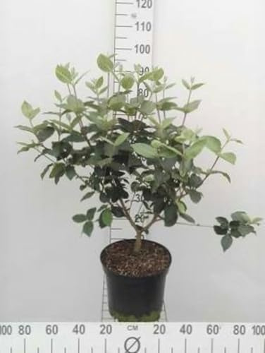 Viburnum carlcephalum - Schneeball 50-60 cm - Container