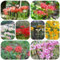 Bulbi di giglio ragno - piante in vaso fiori da giardino giglio ragno fiori da balcone vasi per piante di bulbi perenni - Serie Rare - giardino a precoce perenni resistenti 12pcs