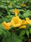 Campsis radicans Yellow Trumpet - Trompetenblume - 80-100 cm