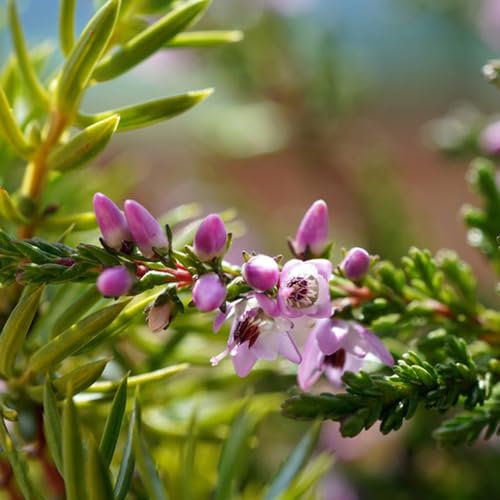 200 Pcs Heidekraut Samen - Blumensamen Mischung, Pflanzen Geschenk, Kletterpflanzen (Calluna Vulgaris) Blumenwiese Samen, Balkonpflanzen Winterhart Kleine Geschenke, Pflanzensamen