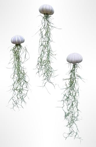 Tillandsien Pflanzen - Luftpflanzen echt - Air Plants - Tilldandsia - 3er Set Quallenpflanzen mit Lila-Seeigeln - Bromelien - Spanisches Moos - Luftpflanzen Halterung - Trendyairplants