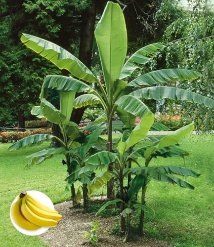 BALDUR Garten Winterharte Banane grün,4 Pflanzen, winterhart bis ca. -10° C, dekorativer Blickfang in Beet & Kübel, treibt jedes Jahr auf eine Höhe von ca. 2,5 m aus, Früchte essbar