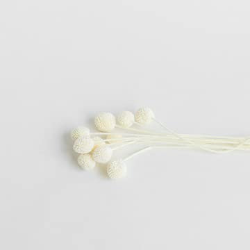 Cooee Design - Dried Flowers Golden Ball White - Trockenblumen/Dekoration - Weiss/Beige - 30-40cm