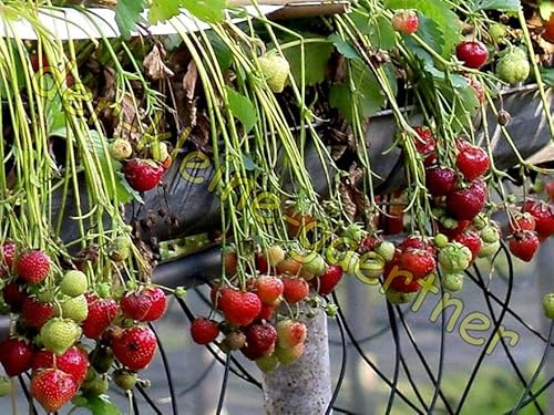Rote Monatserdbeeren süß & saftig Erdbeeren winterhart auch für Topf Ampel und Balkonkasten geeignet Obst Obstsamen Erdbeersamen 100 Samen von der-kleine-gaertner