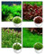 Zoomeister - 4 Lieblings-Invitro, Nano-Aquarium, kleine Pflanzen im 4er-Set