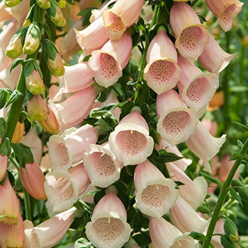 250 Digitalis Purpurea Apricot Foxglove Seeds - 250 Seeds