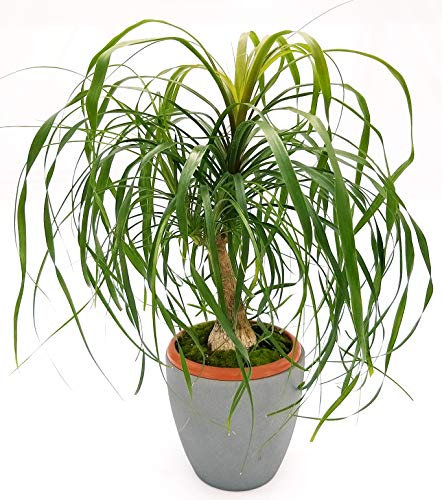 POWERS TO FLOWERS - BEAUCARNEA RECURVATA, MANGIAFUMO, IN VASO CERAMICA ANTRACITE, altezza 60cm, pianta vera