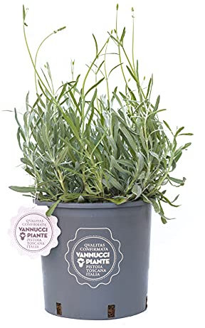 Vannucci Piante - Lavandula angustifolia, Lavanda, Pianta vera in vaso, Pianta da terrazzo