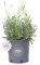 Vannucci Piante - Lavandula angustifolia, Lavanda, Pianta vera in vaso, Pianta da terrazzo