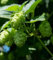 150 Samen Echter Hopfen Humulus lupulus Bierhopfen Samen mehrjährig Fassadenbegrünung