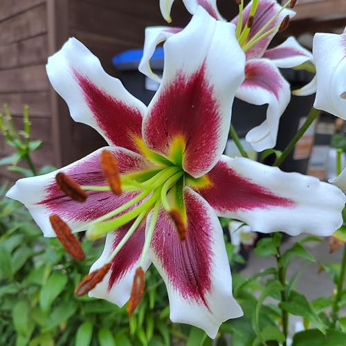 Lilienzwiebeln : Lilie Lilium OT Hybrid - Baumlilie  Beverly Dream  1 Blumenzwiebeln
