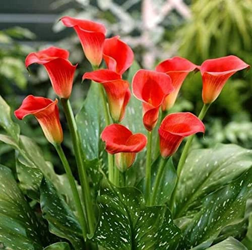 Park Farm Plants ZANTEDESCHIA Lipstick (Calla Lily) 1ltr Pot