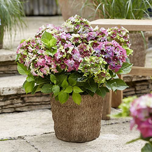 Hydrangea Plants Outdoor Garden Ready macrophylla 'Lady MATA Hari Pink’ Royalty Collection Deciduous Hardy Shrub Easy to Grow Your Own Garden Flowers 1x 2-Litre Potted Plants by Thompson & Morgan