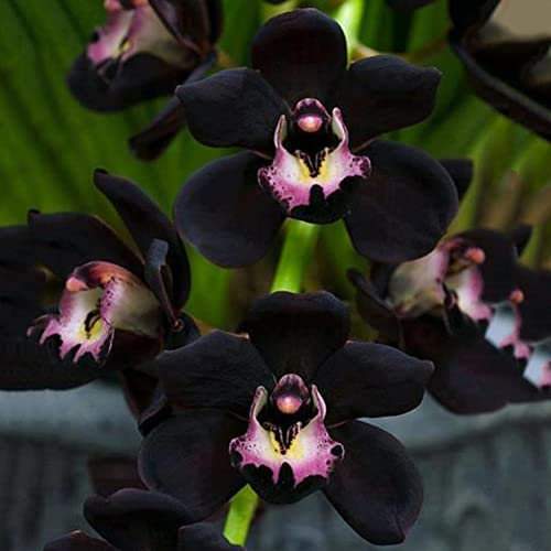 Haloppe 100 Stück schwarze Cymbidium-Blumen, Pflanzensamen für die Hausgartenbepflanzung, seltene schwarze Cymbidium-Faberi-Orchideen-Blumensamen, Hausgarten-Dekoration