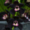 Haloppe 100 Stück schwarze Cymbidium-Blumen, Pflanzensamen für die Hausgartenbepflanzung, seltene schwarze Cymbidium-Faberi-Orchideen-Blumensamen, Hausgarten-Dekoration