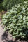 Hosta 'Francee' ca. 13 cm Topf - Funkie, grün-weiße Blätter, ideal für schattige Beete, pflegeleicht, winterhart