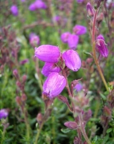 Daboecia cantabrica Glamour - Irische Heide Verpackungseinheit 1