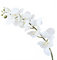 Yalulu 2 Pack Artificial Butterfly Orchid Flower Plant for Home Wedding Party Decoration (White)