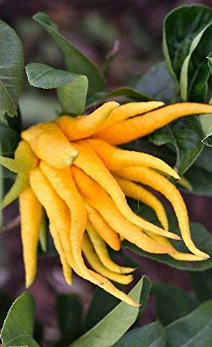 Kaufen Sie Citrus Medica Sarcodactylis Baumsamen 120 Stück Pflanze Zitrone Bergamotte Baum