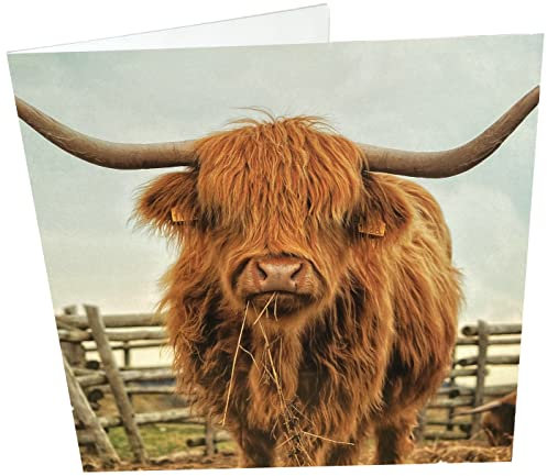 Maturi Geburtstagskarte, Motiv Highland Cow, quadratisch, blanko