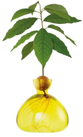 Ilex studio VASES AVOCADO SUNLIGHT YELLOW 003-16