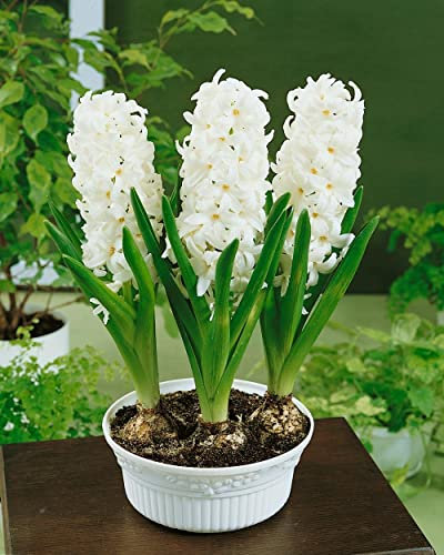 Easy Plants Jacinthe (3 bulbes dans un pot) - Couleur blanche - Taille du pot : 12 cm