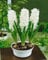 Easy Plants Jacinthe (3 bulbes dans un pot) - Couleur blanche - Taille du pot : 12 cm