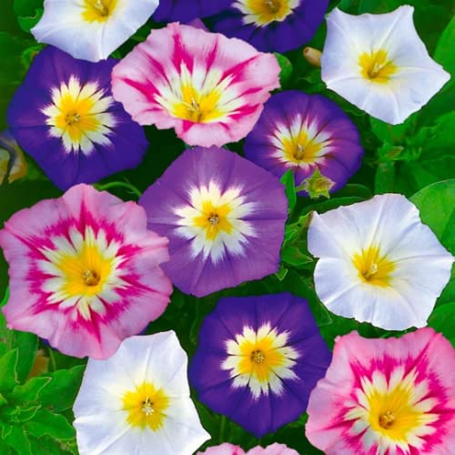 MAELSA® GRAINES EN SACHET POUR POTAGER ET JARDIN - FLEURS - SEMENCES DE FLEURS DIVERS VARIETES AU CHOIX (BELLE DE JOUR VARIE)