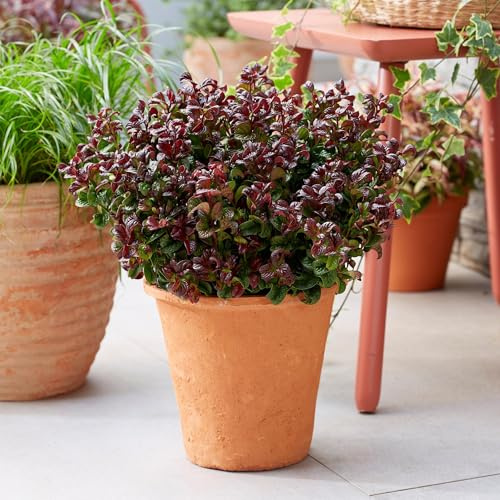 GreenboutiQ - Gartenpflanze - Leucothoe Curly Red - Rot - 2 Pflanzen - Immergrün - Wenig Pflege - Topf 17cm Höhe 40cm