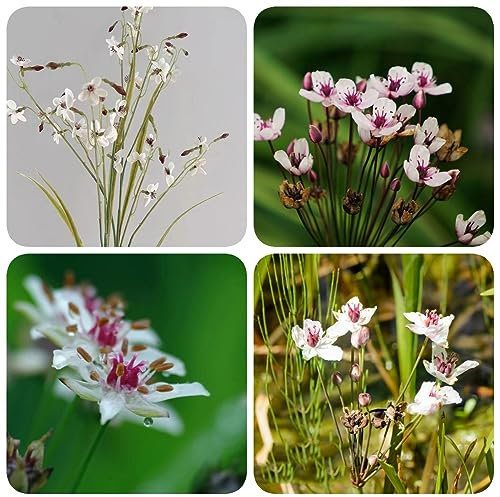 200 pcs Schwanenblume Samen Wasserpflanzen Miniteich (Butomus umbellatus) Exotische Pflanzen Samen Bonsai Samen Teichdeko Nachhaltige Geschenke Zimmerpflanzen Samen Teichpflanzen Winterhart