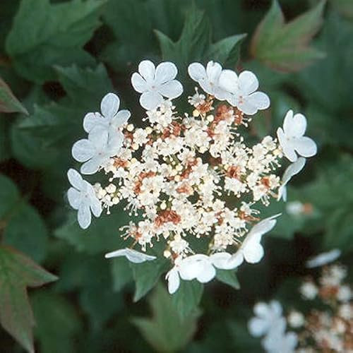 3 x Viburnum Opulus 'Nanum'- Gewöhnlicher Schneeball 'Nanum' 25-30 cm im Container - Kompakte Sorte der Osterglocke, ideal für kleine Gärten.