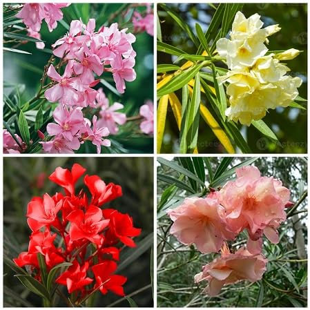 nuevas semillas frescas de flores de adelfa 100 piezas