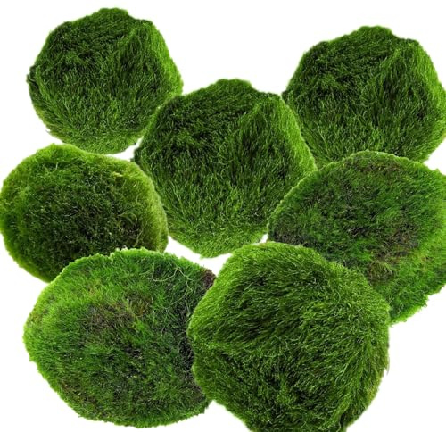 AquaBreedingSkill Set de 7 Marimo japones vivo 3–4 cm – marimo vivo natural, bola original, plantas naturales para acuarios, planta acuario natural