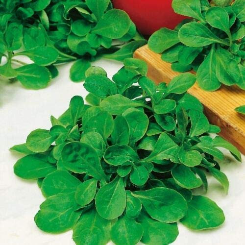 Semi Freschi - Lattuga Agnelli - Insalata di mais - 450 Semi