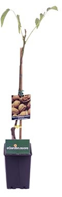 Albero di Noce pianta di noce Età 2 anni già innestato pianta da frutto di noci in vaso pianta vera di noci venduta da eGarden.store (Di Sorrento v.18 cm)