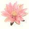 Kunstblumen Seidenblume Seerose/Lotusblüte/Teichrose in ROSA
