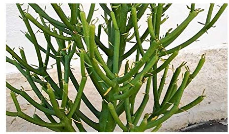 Stk - 10x Euphorbia tirucalli Sukkulenten Garten Pflanzen - Samen B1471 - Seeds & Plants Shop by Ipsa