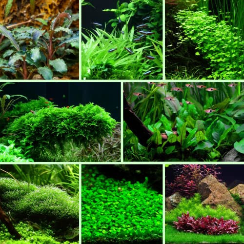 Easy Pack Aquarium Plant Live Aquatic Tropical Fish Java Moss Crypt Rotala (238 Potted Plants (1000L Tank))