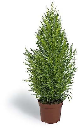 Cool Green - Planta Natural - Cupressus Macrocarpa - Mediana