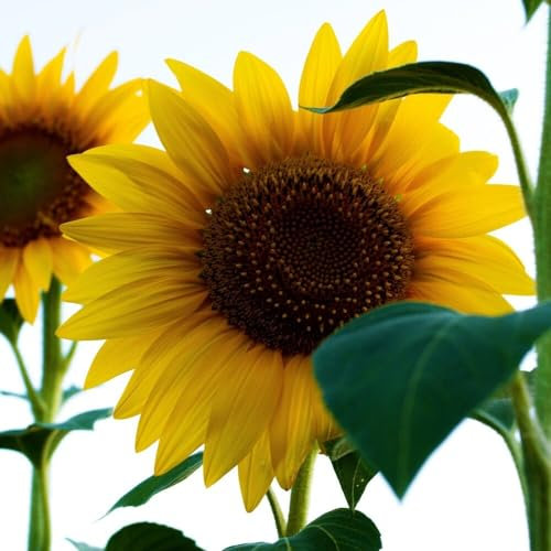 Graines de Tournesol géant | 250 g - 2.500 graines | Helianthus Uniflorus Giganteus | Faciles à planter | Semences de haute qualité | Graines pour le jardin, potager et balcon extérieur
