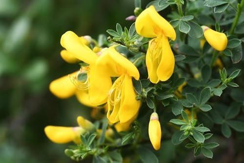 Cytisus Luna Colourful Garden Broom Shrubs Pack of 3 by Direct Plants