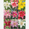 Lilien zwiebeln,Winterharte mehrjährig,Seltene pflanzen,lilie Riesen,lilienknollen,dekorative blumen,Lilien Deko,Lilien im Topf,Asiatische lilien,lilie forever susan.-8zwiebeln-N